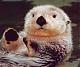 seaotter's Avatar